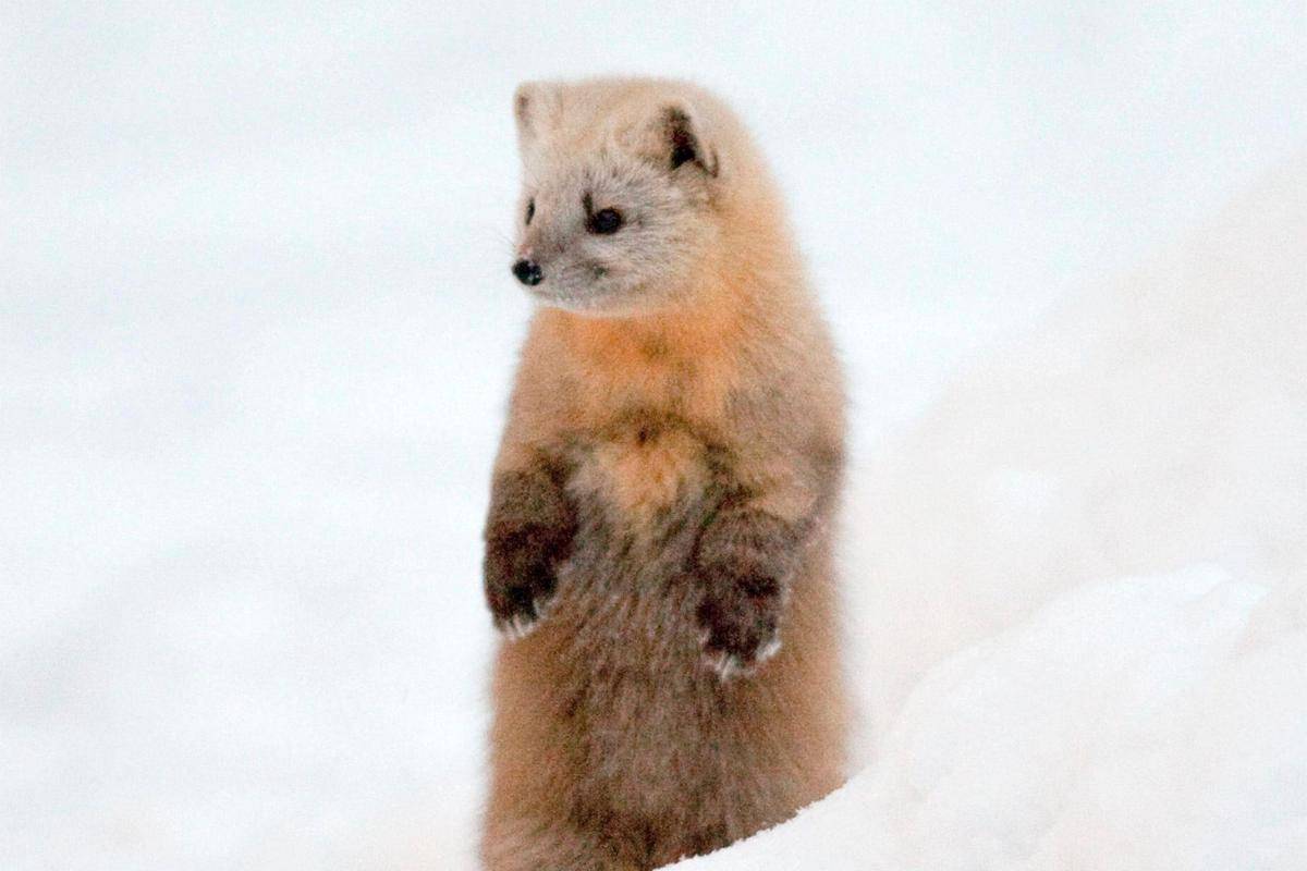 Japanese marten